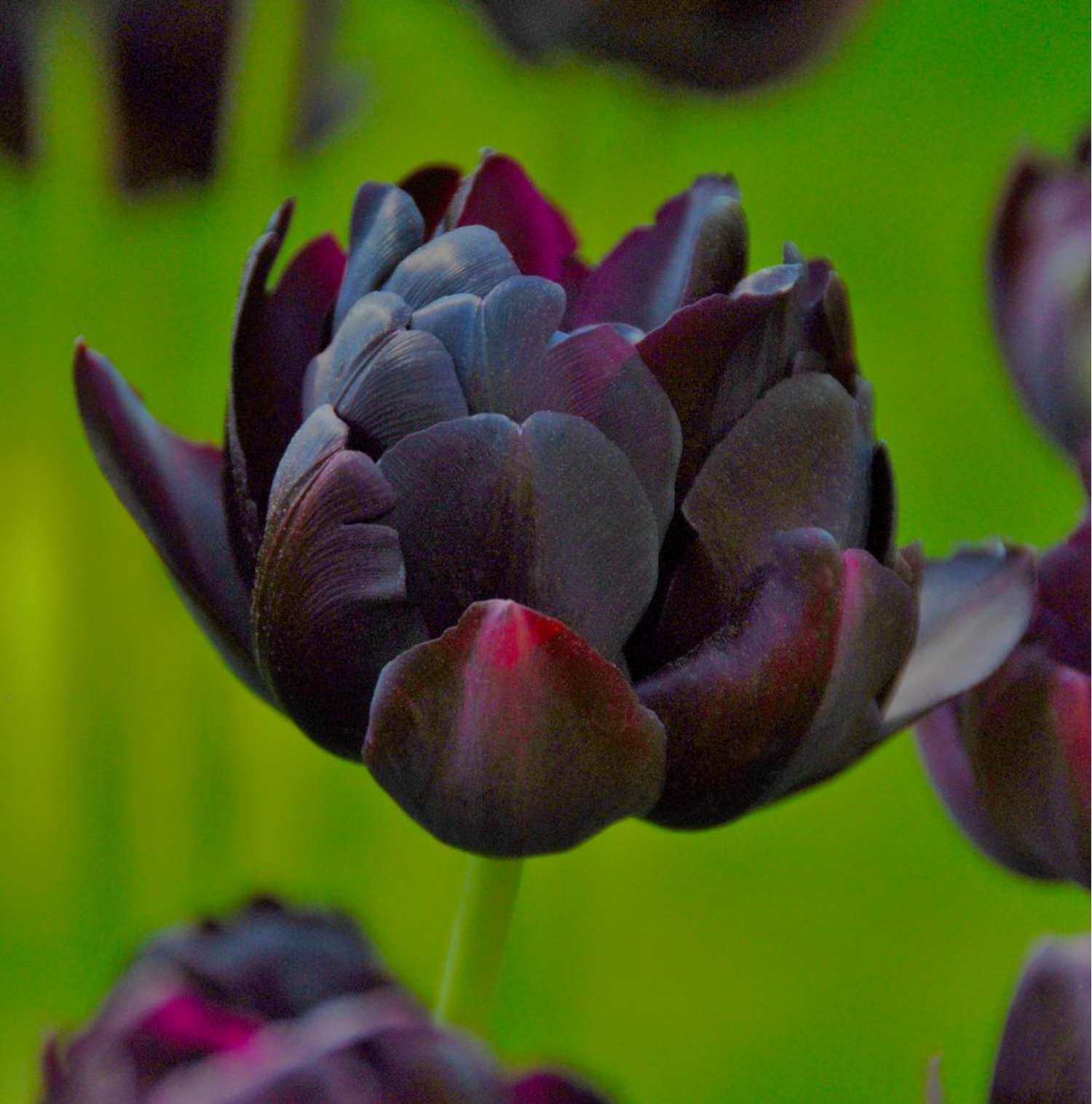 Tulp 'Black Hero'